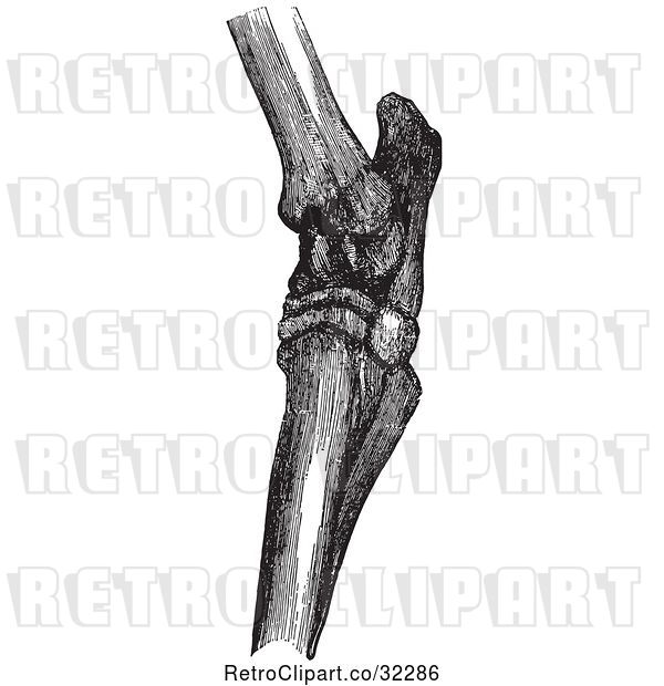 Vector Clip Art of Retro Horse Hock Bones in 2
