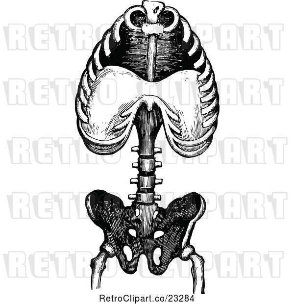 Vector Clip Art of Retro Human Anatomy Torso Bones