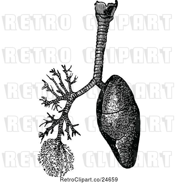 Vector Clip Art of Retro Human Lungs and Trachea