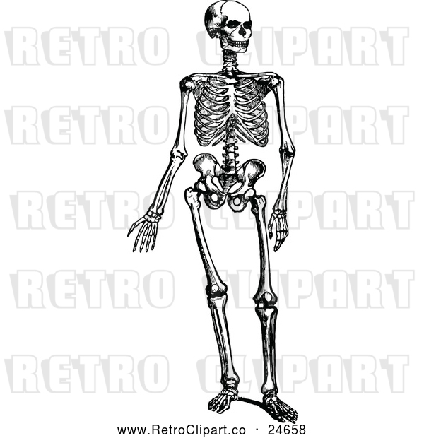 Vector Clip Art of Retro Human Skeleton