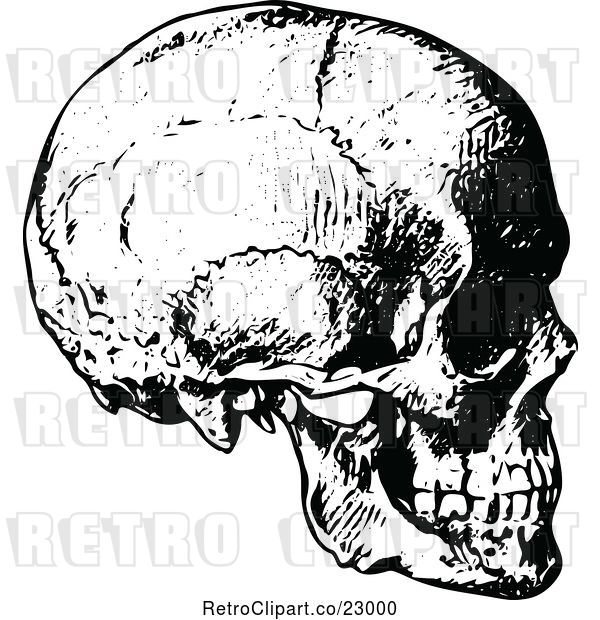 Vector Clip Art of Retro Human Skull 2
