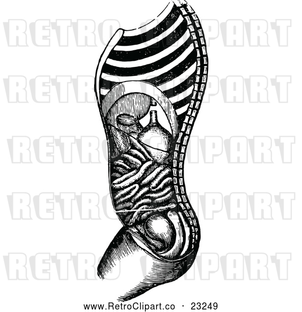 Vector Clip Art of Retro Human Stomach Anatomy in Profile