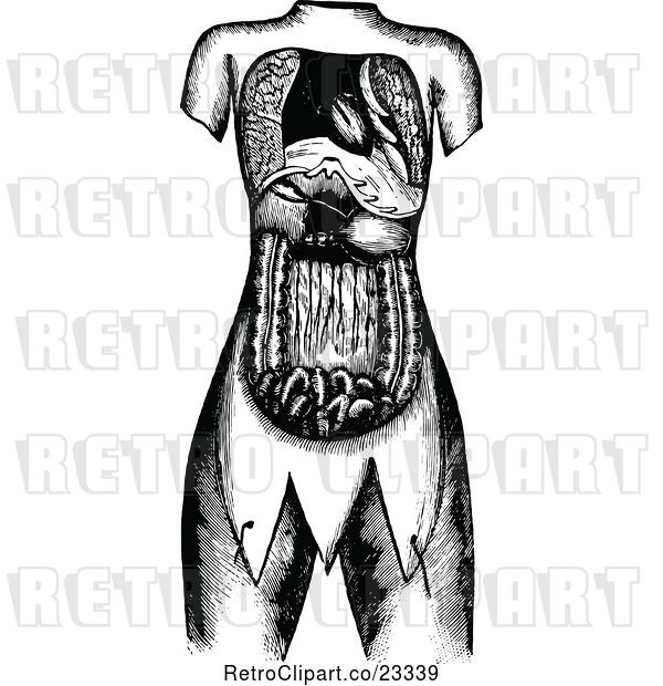 Vector Clip Art of Retro Internal Human Anatomy