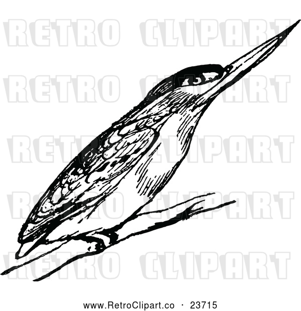 Vector Clip Art of Retro Kingfisher Bird