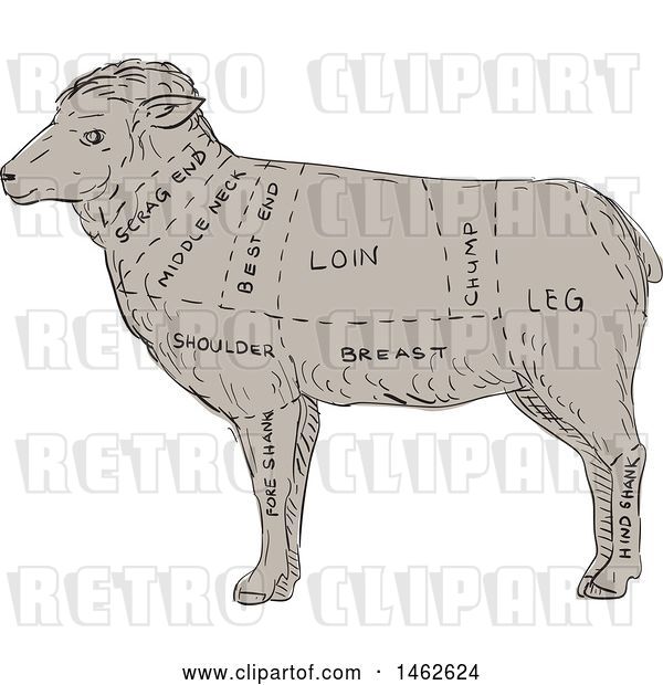 Vector Clip Art of Retro Lamb Profile Showing Cuts of Meat, in Drawing Sketch Style