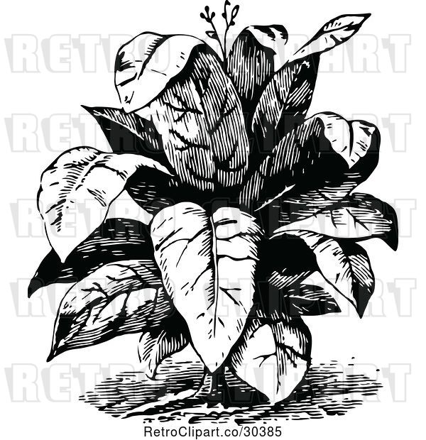 Vector Clip Art of Retro Leafy Plant