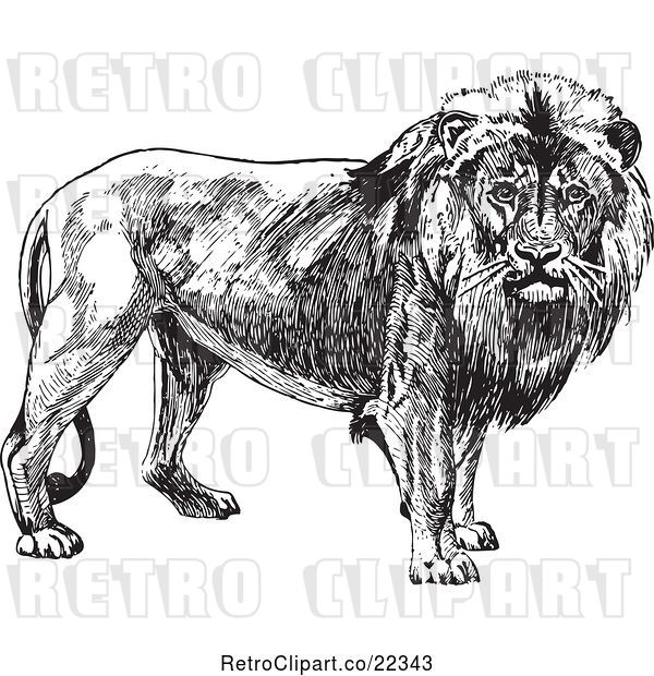 Vector Clip Art of Retro Male Lion