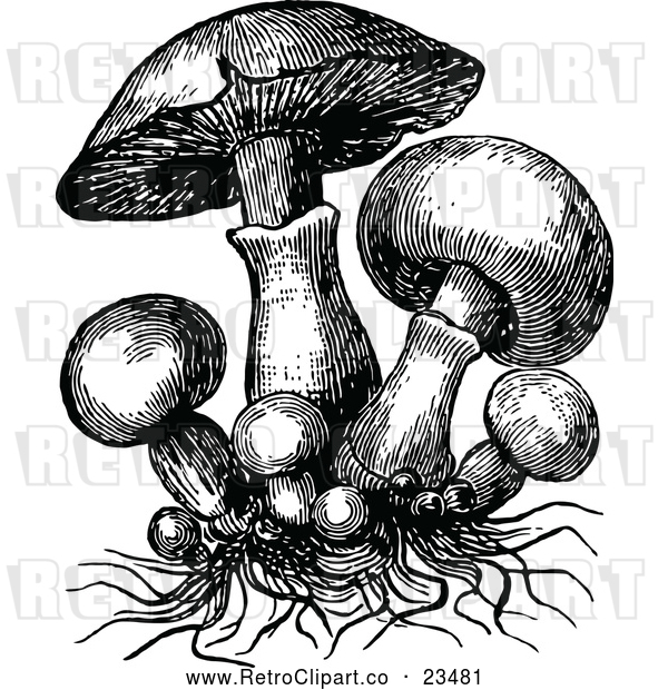 Vector Clip Art of Retro Mushrooms and Roots