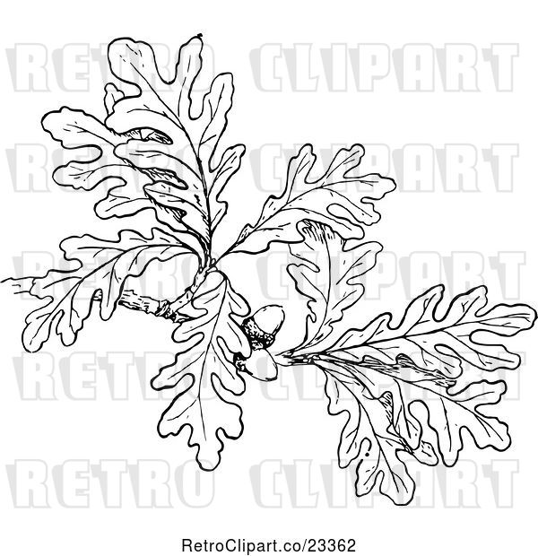 Vector Clip Art of Retro Oak Branch with Leaves and Acorns
