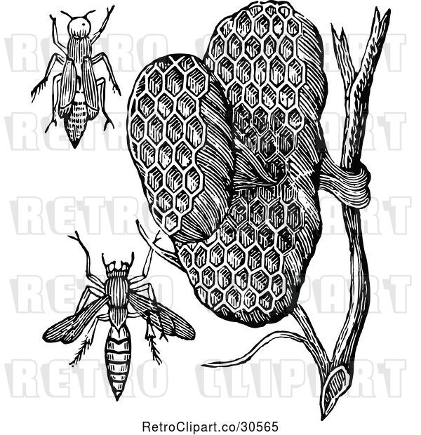 Vector Clip Art of Retro Paper Wasps and Honeycombs