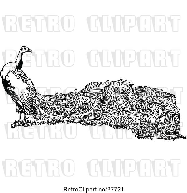 Vector Clip Art of Retro Peacock Bird