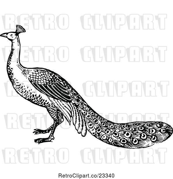 Vector Clip Art of Retro Peacock