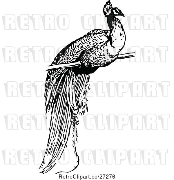 Vector Clip Art of Retro Peacock