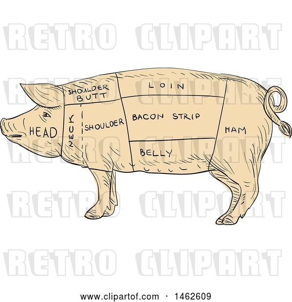 Vector Clip Art of Retro Pig Profile Showing Cuts of Meat, in Drawing Sketch Style