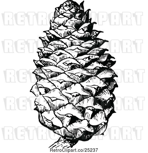 Vector Clip Art of Retro Pine Cone