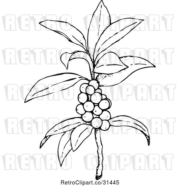 Vector Clip Art of Retro Plant with Berries