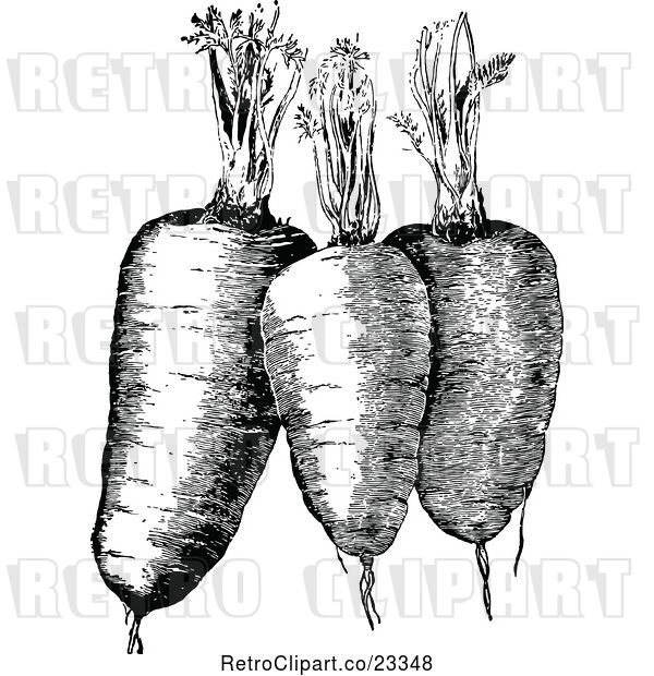 Vector Clip Art of Retro Plump Carrots and Greens