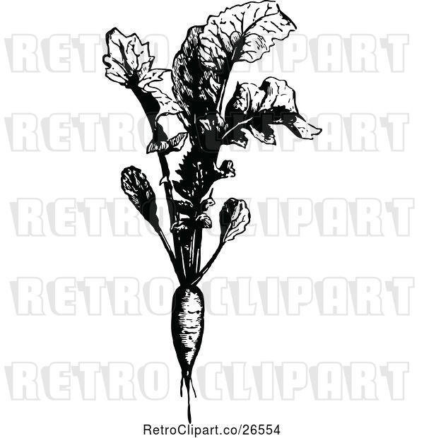 Vector Clip Art of Retro Radish Plant
