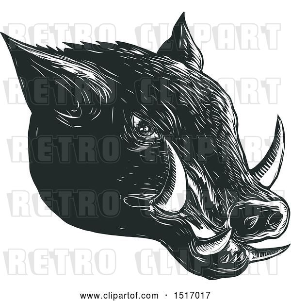 Vector Clip Art of Retro Razorback Boar Head, in Woodcut