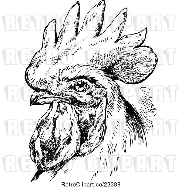 Vector Clip Art of Retro Rooster Portrait
