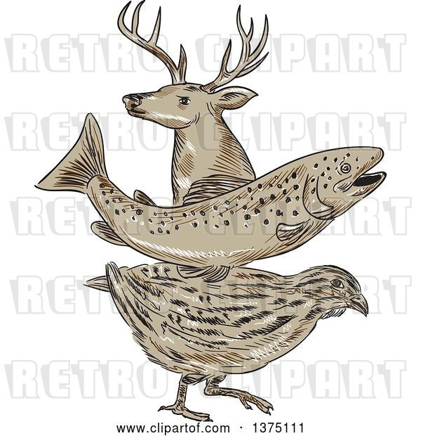 Vector Clip Art of Retro Sketch of a Deer Buck, Trout Fish and Quail