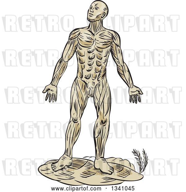Vector Clip Art of Retro Sketched or Engraved Anatomical Guy of Muscle