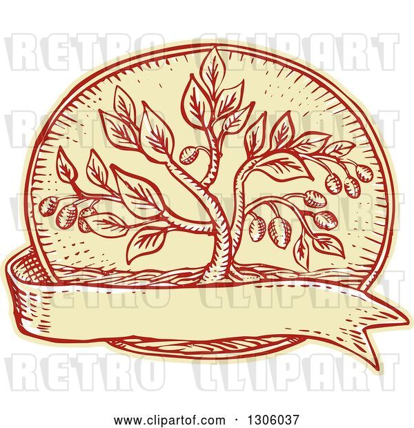Vector Clip Art of Retro Sketched or Engraved Olive Tree in an Oval over a Blank Ribbon