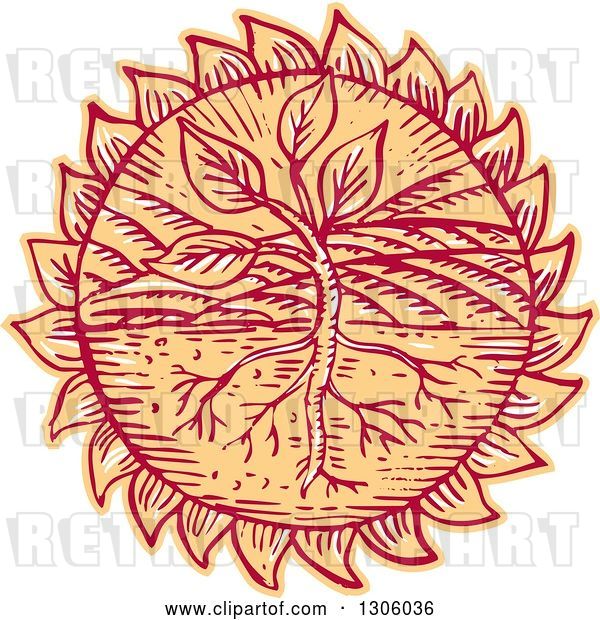 Vector Clip Art of Retro Sketched or Engraved Plant in a Field with Roots in a Flower Head or Sun