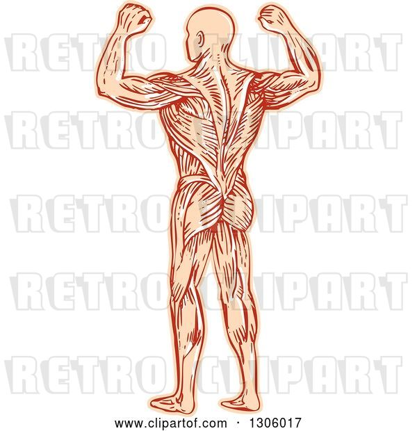 Vector Clip Art of Retro Sketched or Engraved Rear View of a Flexing Guy with Visible Muscles