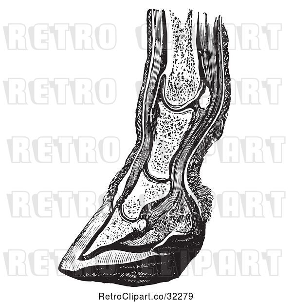 Vector Clip Art of Retro Vertical Section of the Lower Leg and Horse Foot Hoof in