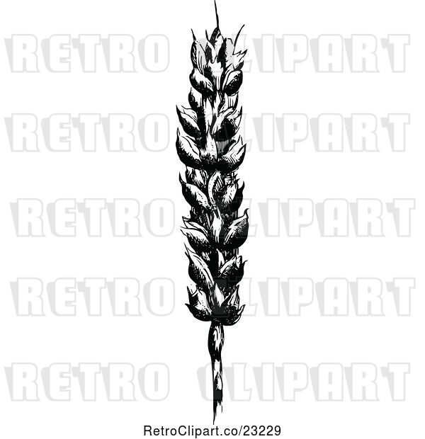 Vector Clip Art of Retro Wheat Stalk 1