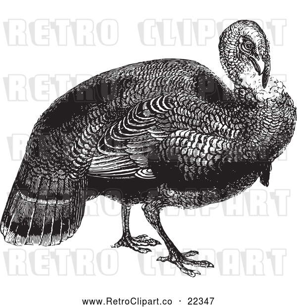 Vector Clip Art of Retro Wild Turkey