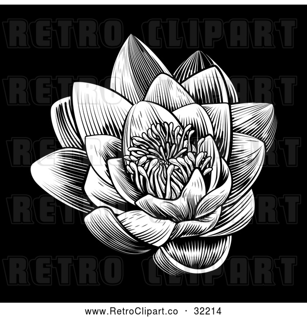 Vector Clip Art of Retro Woodcut Blooming Waterlily Lotus Flower on Black