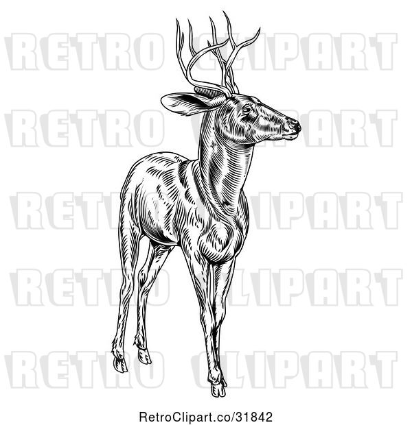 Vector Clip Art of Retro Woodcut Deer Stag in