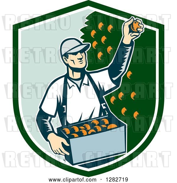 Vector Clip Art of Retro Woodcut Male Fruit Picker Harvesting Oranges in a Green and White Shield