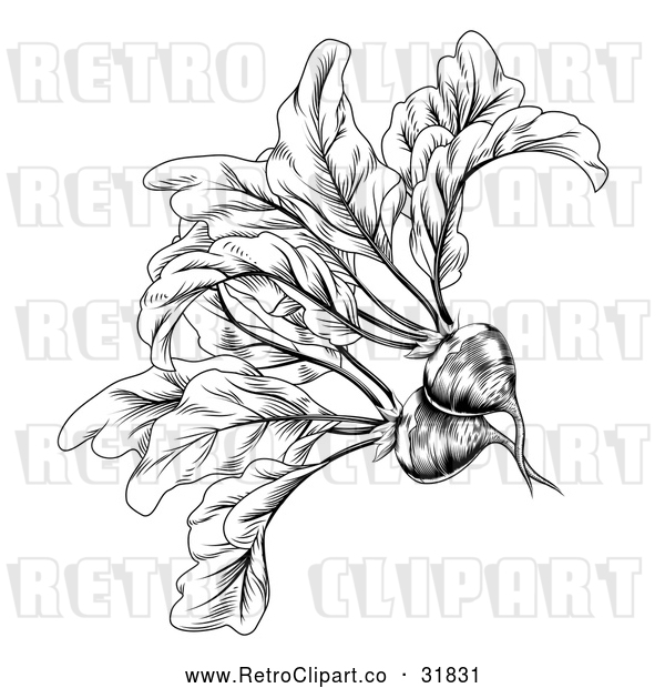 Vector Clip Art of Retro Woodcut Styled Beet in Black and White