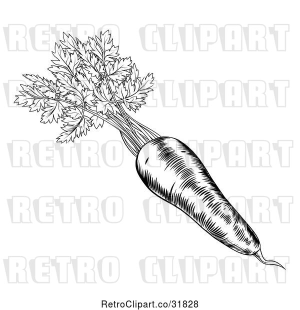Vector Clip Art of Retro Woodcut Styled Carrot with Greens
