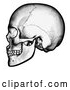 Vector Clip Art of a Retro Black Human Skull in Profile by AtStockIllustration