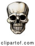 Vector Clip Art of a Retro Human Skull Grinning by AtStockIllustration