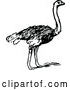 Vector Clip Art of a Retro Ostrich by Prawny Vintage