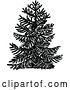 Vector Clip Art of Chile Pine Monkey Puzzle Tree by Prawny Vintage