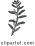 Vector Clip Art of Cypress Sprig by Prawny Vintage