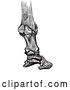 Vector Clip Art of Engraving of Horse Bones and Articulations of the Foot Hoof in 4 by Picsburg