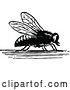 Vector Clip Art of House Fly by Prawny Vintage