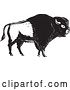 Vector Clip Art of Retro American Bison, in Woodcut by Patrimonio
