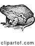 Vector Clip Art of Retro Bull Frog 1 by Prawny Vintage