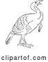 Vector Clip Art of Retro Cartoon Gobbler Thanksgiving Turkey Bird Line Drawing by Picsburg