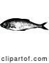Vector Clip Art of Retro Dace Fish by Prawny Vintage
