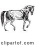 Vector Clip Art of Retro Diagram of Walking Horse Muscles in by Picsburg