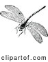 Vector Clip Art of Retro Dragonfly by Prawny Vintage